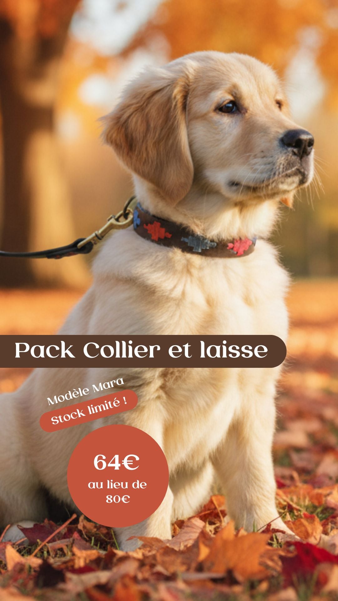 Collier pour chien Mara